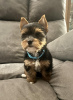 Zdjęcie №1. yorkshire terrier - na sprzedaż w Norymberga | 1465zł | Zapowiedź №56605