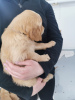 Zdjęcie №3. KC zarejestrowała suczkę Golden Retriever 2. Niemcy