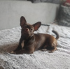 Dodatkowe zdjęcia: Szczeniaki Chihuahua