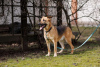 Zdjęcie №4. Sprzedam pies nierasowy w Mińsk. prywatne ogłoszenie - cena - Bezpłatny