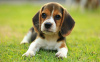 Zdjęcie №3. Zdrowe szczenięta Beagle do bezpłatnej adopcji. Niemcy