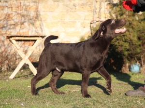 Dodatkowe zdjęcia: Czekoladowy Labrador Retriever Boy.