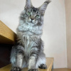 Zdjęcie №3. Kocięta Mainecoon do bezpłatnej adopcji. Niemcy