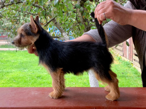 Zdjęcie №3. Norwich Terrier. Szczenięta. Federacja Rosyjska