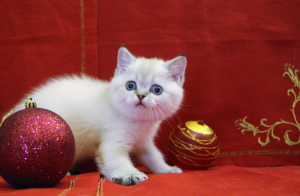 Zdjęcie №2 do zapowiedźy № 4736 na sprzedaż  kot brytyjski krótkowłosy - wkupić się Federacja Rosyjska hodowca