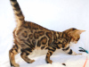 Zdjęcie №4. Sprzedam kot bengalski w Mińsk. od żłobka - cena - negocjowane