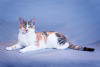 Dodatkowe zdjęcia: Trójkolorowa kotka Busya jest w dobrych rękach