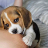 Zdjęcie №3. piękne szczenięta rasy beagle. Niemcy