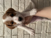 Zdjęcie №1. jack russell terrier - na sprzedaż w Cherepovets | negocjowane | Zapowiedź №43457