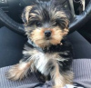 Zdjęcie №1. yorkshire terrier - na sprzedaż w Helsinki | negocjowane | Zapowiedź №108677