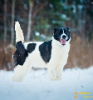 Zdjęcie №1. pies nierasowy - na sprzedaż w Москва | Bezpłatny | Zapowiedź №8306