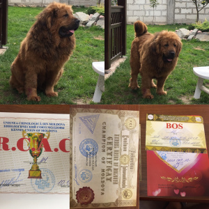 Zdjęcie №4. Sprzedam mastif tybetański w Drohobycz. prywatne ogłoszenie - cena - 4299zł