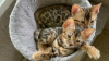Zdjęcie №1. kot bengalski - na sprzedaż w Зальцбург | Bezpłatny | Zapowiedź № 95173