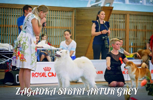 Dodatkowe zdjęcia: Szczenięta psa Samoyed (Samoyed) z hodowli Mystery of Siberia