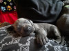 Dodatkowe zdjęcia: urocze szczenięta dog niemiecki dostępne do adopcji