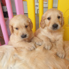 Zdjęcie №3. Piękny golden retriever do bezpłatnej adopcji. Niemcy