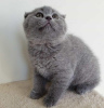 Zdjęcie №1. scottish fold - na sprzedaż w Praga | negocjowane | Zapowiedź № 74545