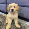 Zdjęcie №1. golden retriever - na sprzedaż w Cheb | 1256zł | Zapowiedź №123714