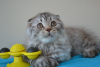 Zdjęcie №1. scottish fold - na sprzedaż w Warszawa | 1570zł | Zapowiedź № 24365