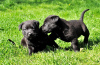 Dodatkowe zdjęcia: Wspaniałe czarne szczenięta labradora