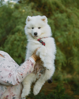 Zdjęcie №4. Sprzedam samojed (rasa psa) w Saratov. od żłobka - cena - 2118zł