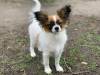 Dodatkowe zdjęcia: CONTINENTAL TOY SPANIEL/PAPILLON 