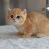 Zdjęcie №1. scottish fold - na sprzedaż w Helsinki | 990zł | Zapowiedź № 111225