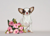 Zdjęcie №3. Urocza miniaturowa księżniczka. Dziewczyna Chihuahua.. Federacja Rosyjska