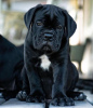 Zdjęcie №1. cane corso - na sprzedaż w Berlin | 1465zł | Zapowiedź №116819