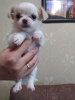 Zdjęcie №2 do zapowiedźy № 11009 na sprzedaż  chihuahua (rasa psów) - wkupić się Białoruś prywatne ogłoszenie