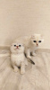 Zdjęcie №1. scottish fold - na sprzedaż w Dyneburg | negocjowane | Zapowiedź № 69530