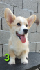 Zdjęcie №1. welsh corgi - na sprzedaż w Zrenjanin | negocjowane | Zapowiedź №54553