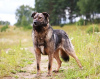 Zdjęcie №1. pies nierasowy - na sprzedaż w Mytishchi | Bezpłatny | Zapowiedź №8645