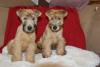 Zdjęcie №2 do zapowiedźy № 86262 na sprzedaż  irish soft coated wheaten terrier - wkupić się Estonia od żłobka