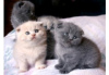 Zdjęcie №1. scottish fold - na sprzedaż w Антверпен | 1046zł | Zapowiedź № 115087