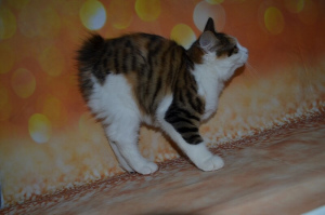 Zdjęcie №3. Wyhodowana kotka Kurilian Bobtail, dziewczynka. Federacja Rosyjska
