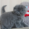 Zdjęcie №1. scottish fold - na sprzedaż w Lahti | 837zł | Zapowiedź № 122843