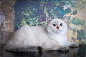 Zdjęcie №2 do zapowiedźy № 3346 na sprzedaż  kot brytyjski krótkowłosy - wkupić się Federacja Rosyjska od żłobka