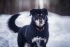 Zdjęcie №1. pies nierasowy - na sprzedaż w Москва | Bezpłatny | Zapowiedź №44914