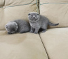 Zdjęcie №1. scottish fold - na sprzedaż w Four Corners | 990zł | Zapowiedź № 96239