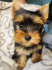 Zdjęcie №4. Sprzedam yorkshire terrier w Zrenjanin. hodowca - cena - negocjowane