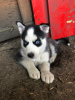 Zdjęcie №3. Sprzedam zaszczepione szczenięta Siberian Husky z rodowodem. Niemcy