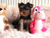 Zdjęcie №1. yorkshire terrier - na sprzedaż w Vienna | Bezpłatny | Zapowiedź №98096