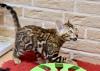 Zdjęcie №2 do zapowiedźy № 8970 na sprzedaż  kot bengalski - wkupić się Białoruś od żłobka, hodowca