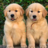 Zdjęcie №1. golden retriever - na sprzedaż w Graz | negocjowane | Zapowiedź №53360