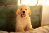 Zdjęcie №1. golden retriever - na sprzedaż w Bucharest | negocjowane | Zapowiedź №85237