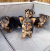 Zdjęcie №1. yorkshire terrier biewer - na sprzedaż w Berlin | 1465zł | Zapowiedź №123516