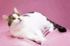 Zdjęcie №3. Kot Kostya w dobrych rękach. Federacja Rosyjska