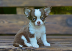 Zdjęcie №3. Luksusowy Chihuahua. Federacja Rosyjska