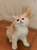 Zdjęcie №4. Sprzedam kot brytyjski długowłosy w Krasnodar. hodowca - cena - 1289zł